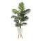 6ft. Kentia Palm Tree in White Planter with Stand